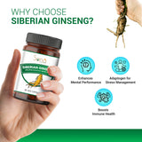 Siberian Ginseng Capsule for Energy, Stamina & Vitality - 60 capsule